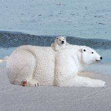 Life Size Fiberglass Resin White Polar Bears Family Statue For Decoration