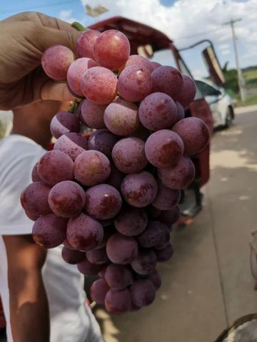 Yunnan red globe grapes