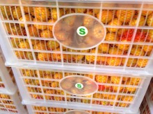 Exporting China Orange (S M L) Model No:Mandarin orange