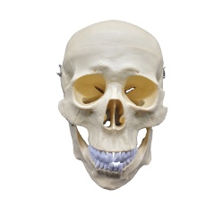 Life-Size Medical Science Plastic Skeleton Model for Teaching