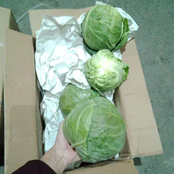 Chinese beijing cabbage export / fresh vegetables mixed container loading