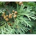 Cedarwood oil for hair care