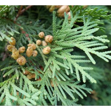 Cedarwood oil for hair care