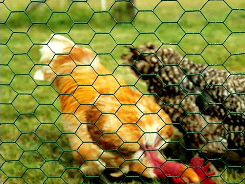  Hexagonal Wire Mesh Chicken Cage