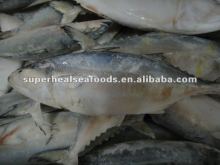 Frozen IQF Mackerel