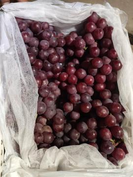 High Quality Yun Nan Red Grapes