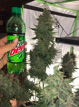 tunas besar tumbuh ringan big bud grow light