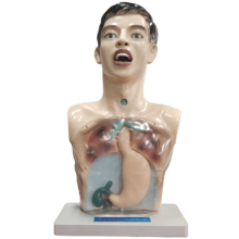 DARHMMY Transparent PVC Medical Gastric Lavage Training Model