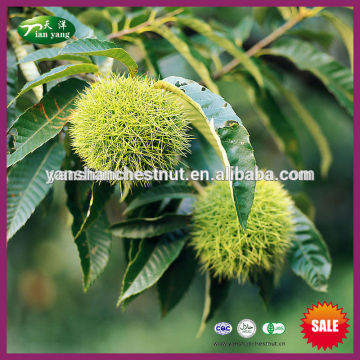 2015 Chinese Fresh Chestnuts for Sale