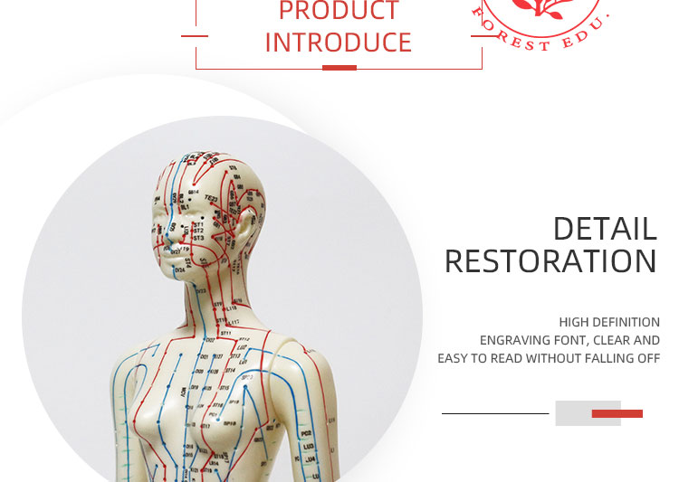 48cm Female And 50cm Male Acupuncture Human Body Models - Medical ...