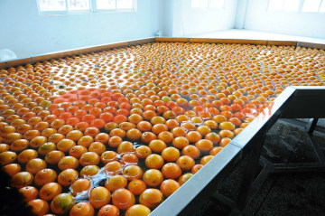 Automatic Fruit Cleaning Washing Machine