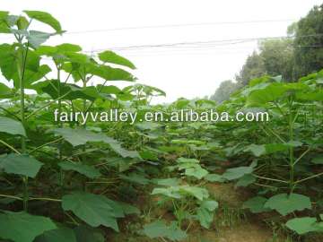 Beautiful Paulownia Tree Seed Fast Growing-It's Super Tree!