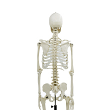 Life-Size PVC Anatomical Skeleton Model with Metal Stand: A Comprehensive Medical Learning Tool