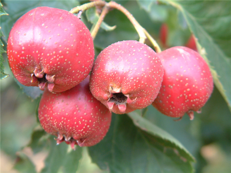 Mafuta ya Daraja la Chakula Hawthorn