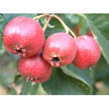 Mafuta ya Daraja la Chakula Hawthorn