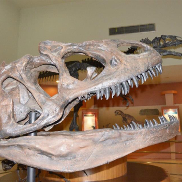 Life Size t Rex Skull Replica for Sale