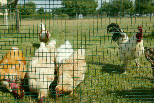 Dark Green PVC Coated Chicken Cages