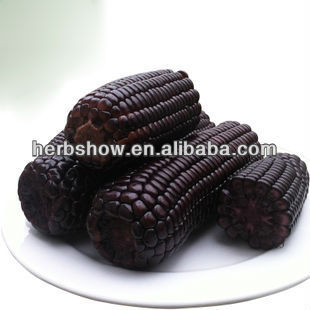 Hybrid maize seed/maize corn seed