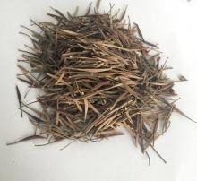 Hybrid Flower Seeds Cosmos sulphureus