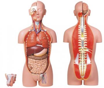 Basic Nursing Manikin