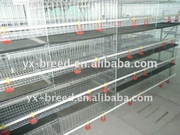 automatic poultry farming equipment for layer chicken