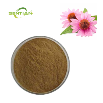 Wholesale Price Echinacea Extract