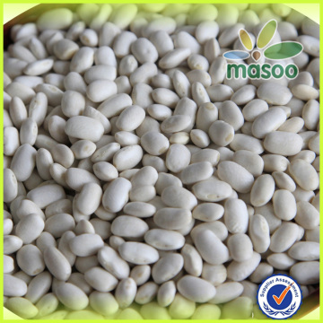 White Small kidney beans