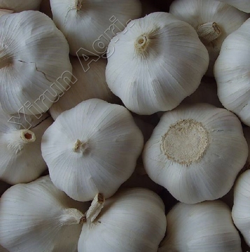 Normal White Garlics Wholesale With Good Price