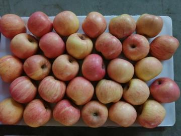 GOOD QUALITY FIRST CLASS FUJI APPLE