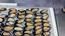 IQF Half shell blue mussel
