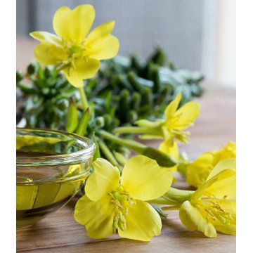 Harga minyak evening primrose berkualitas tinggi dalam jumlah besar