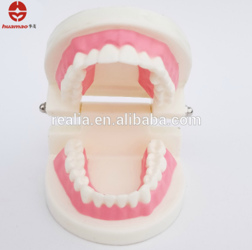 Tooth Dental model Dental care model