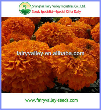 2015 Newly F1 Hybrid Orange Marigold seeds Tagetes erecta seeds For Pot Flower