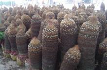 Cycas Revoluta nursery