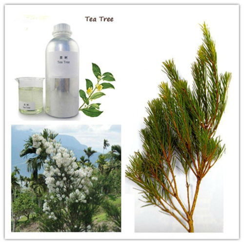 Australian Tea Tree Essential Oil