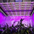 Planta de espectro completo de 380nm-740nm luz LED