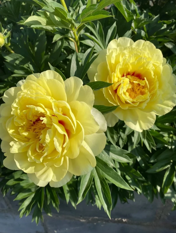 বার্টজেলা পিওনি Bartzella Peony