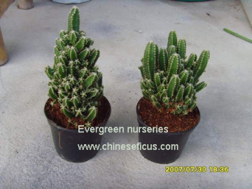 Cereus 'Fairy castle'