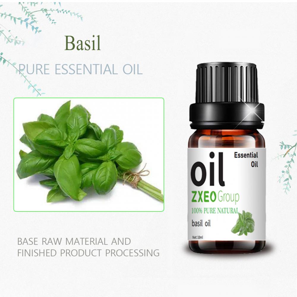 Minyak Esensial Basil untuk Minyak Basil Harga Massal Aromatik