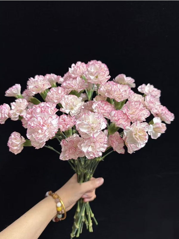 স্প্রে কার্নেশন বাঁধাকপি3 Spray carnation cabbage3