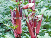 High Purity Top Quality Red Okra seeds For Sowing