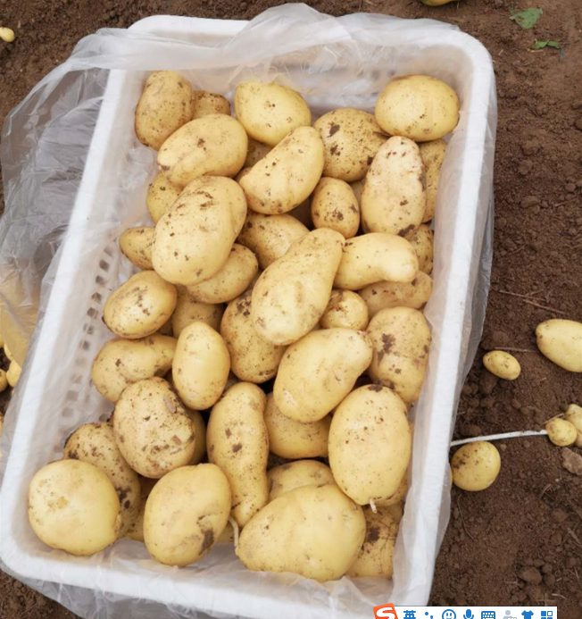China fresh potato hot sale yellow potato export price