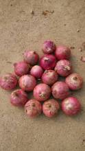 fresh good quality gansu origin red onion