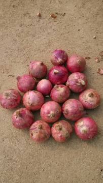 fresh good quality gansu origin red onion