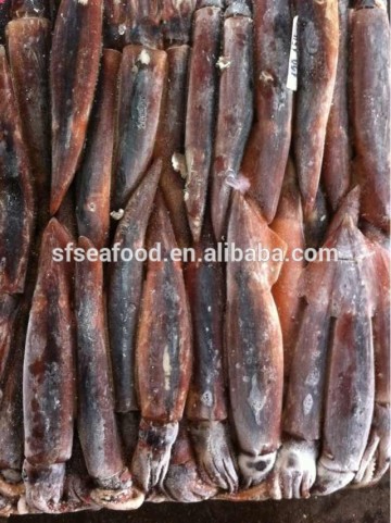 illex squid natural resources