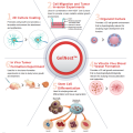 Gelnest ™ matrixmembraanmatrix, zonder fenol rood