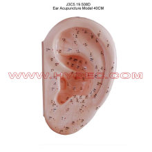Ear Acupuncture Model 40CM-J3C5.19.508D
