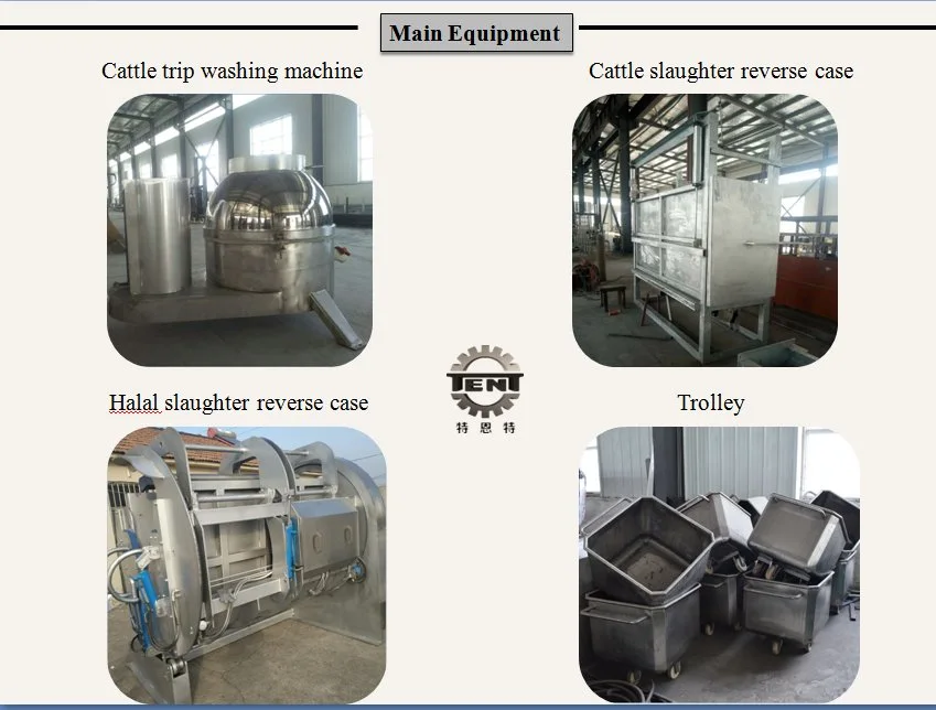 Beef Cattle Cow Slaughterhouse Abattoir Equipment