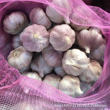 Fresh Garlic With High Quality and Best Price