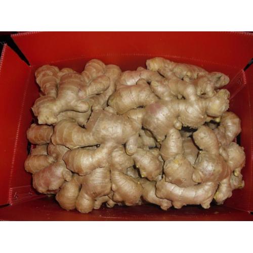 საჰაერო გამხმარი Ginger Zingiber officinale